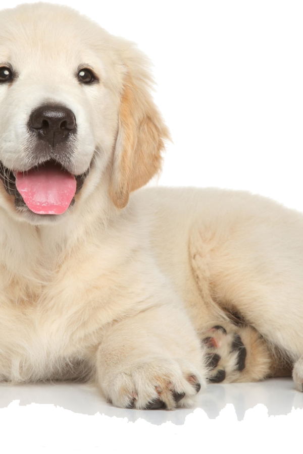 Mobile Pet Grooming Dubai