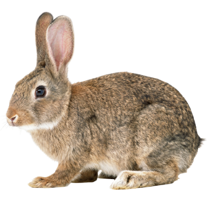 Rabbit Grooming Dubai