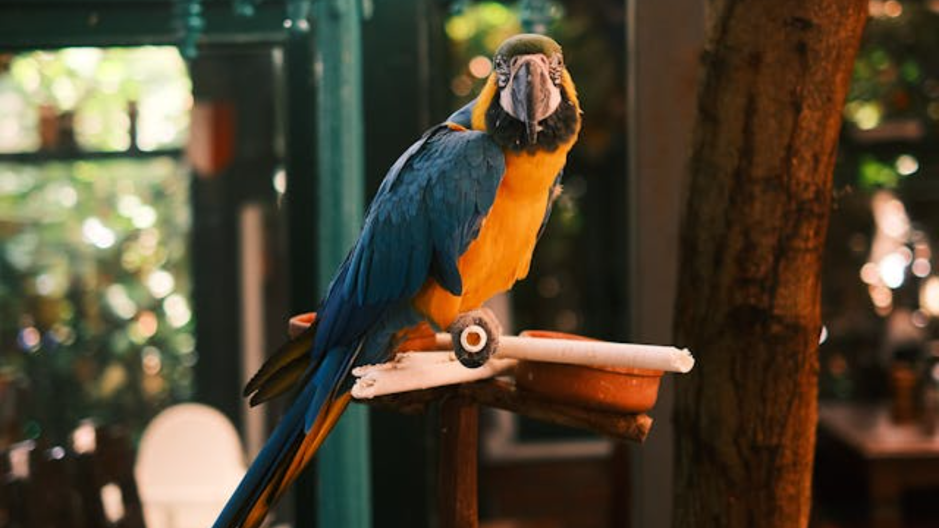Curated visual reference: Gallery Detail: Trimming Bird Wings Beaks Nails What S Safe And What