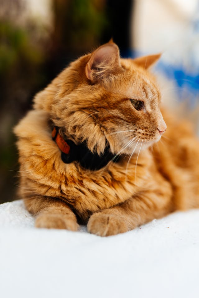 pexels-delot-31440962