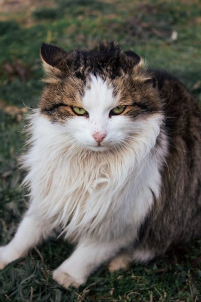 pexels-ela-dilara-993694092-20529878