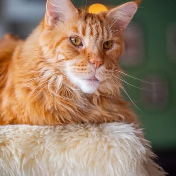 cat with long hair cat with long hair