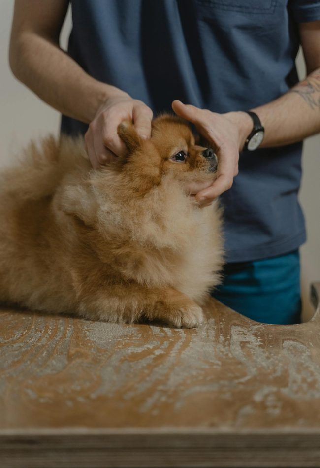 dog groming dog groming