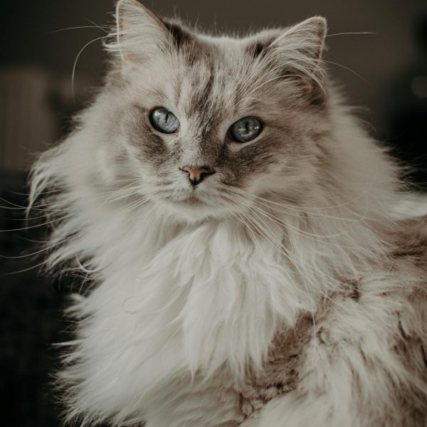 long haired cat long haired cat