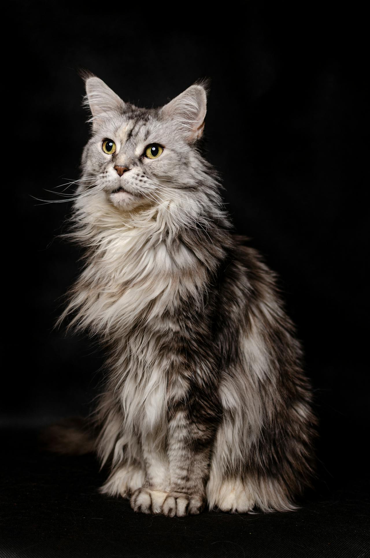 long haired cat
