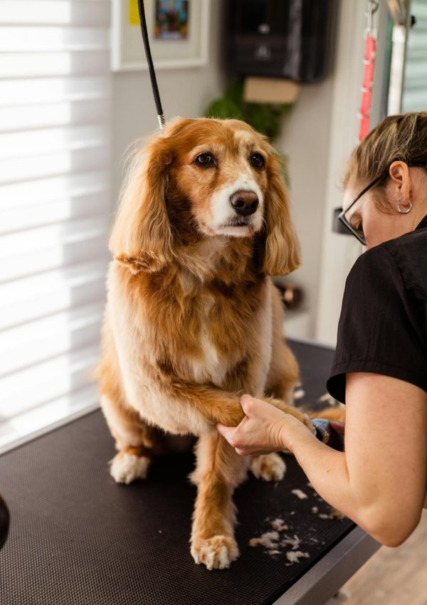 professional dog grooming professional dog grooming