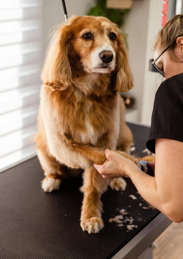 professional dog grooming professional dog grooming
