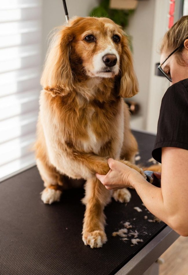 professional dog grooming