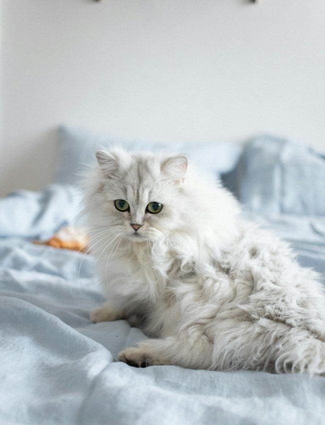 white long haired cat white long haired cat