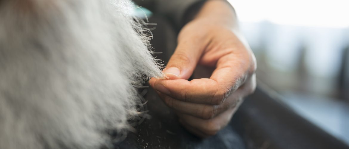 a man checking cat hair with white color