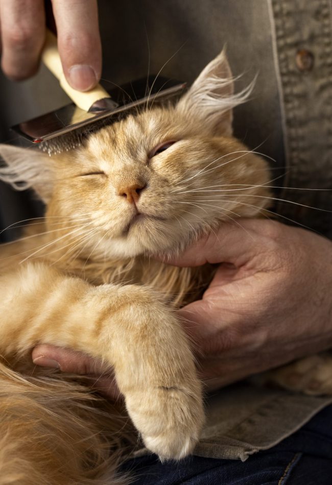 a man combing pet cat
