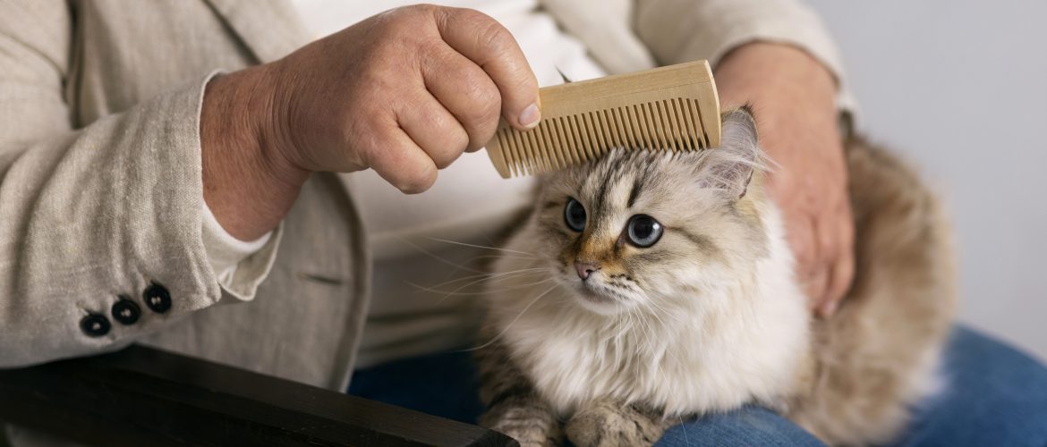 brushing a cute cat side view