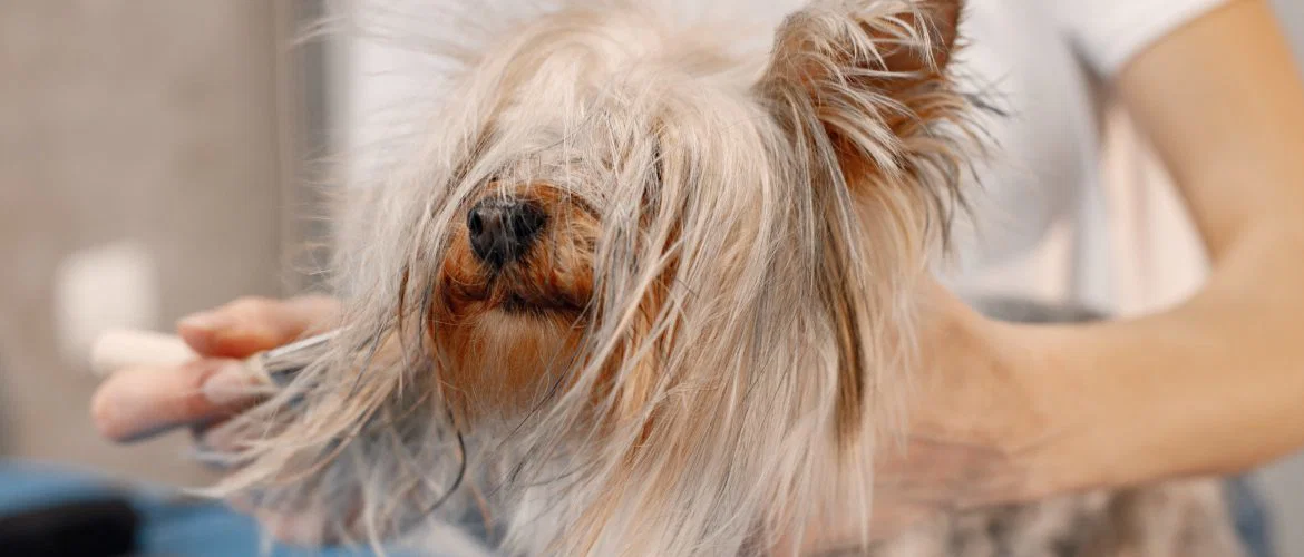 A white t shirt girl combing a hairy dog
