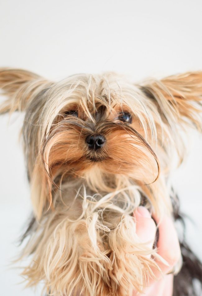 Fluffy Yorkshire Terrier held on white background