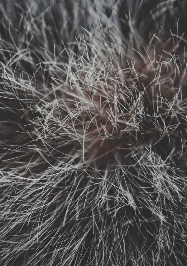 matted fur - bad fur cat