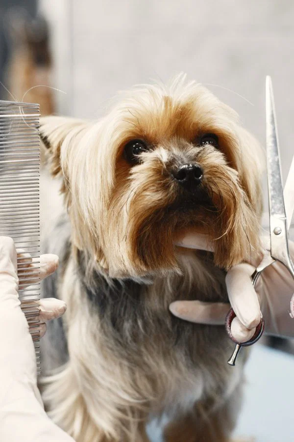 Woman shears a dog. Dog sitting on a couch. Breed Yorkshire Terrier.