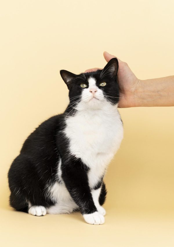 black and white cat