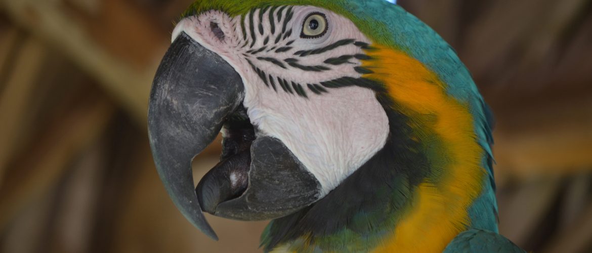 break-image-blue-gold-macaw-bird-