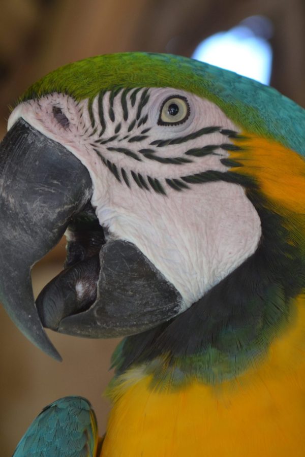Up Close with a Blue and Gold Macaw break-image-blue-gold-macaw-bird-