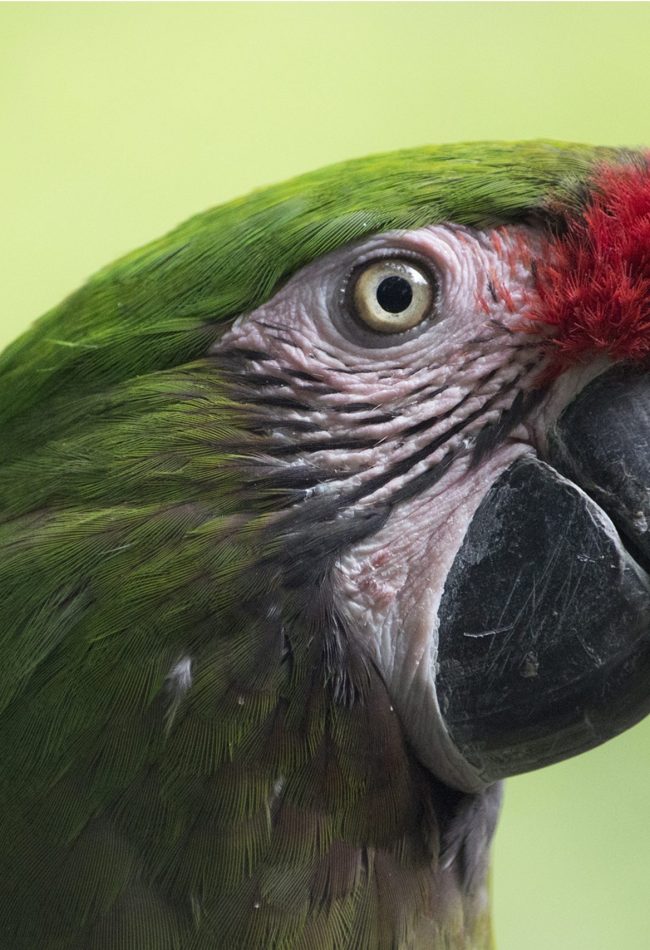 Closeup shot of the green parrots head with red and white feathers green parrot