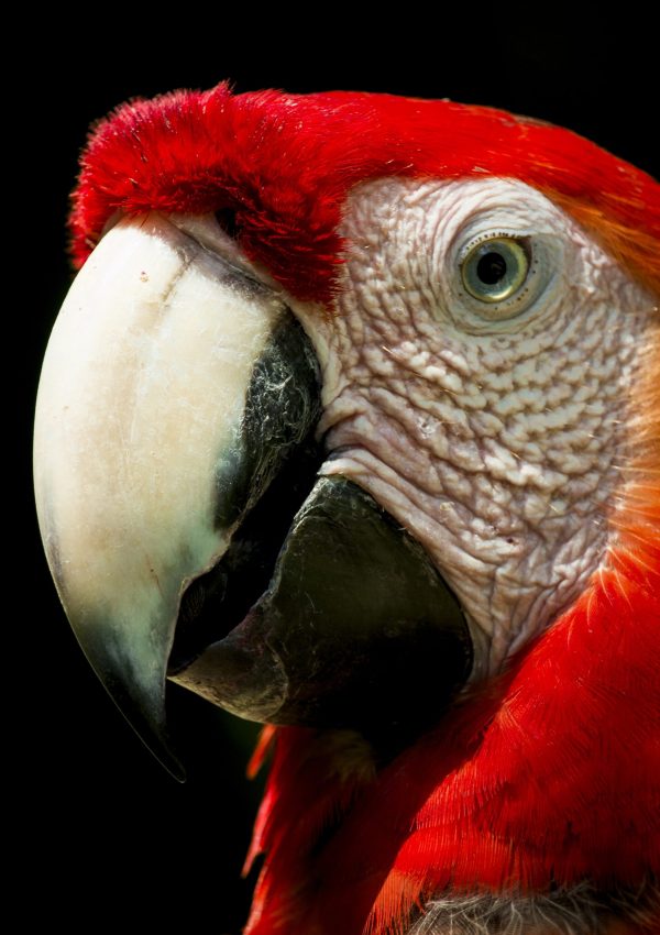 Picture of a parrot posing at "Auto Safari Chapín" in Escuintla, Guatemala. red parrot having white beak