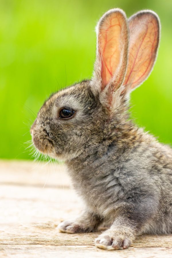 Load more Attachment Details Image filter None beautiful-funny-grey-rabbit-