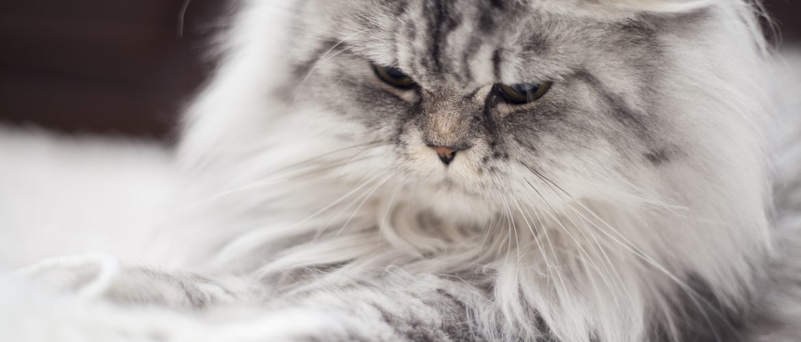 white furry cat