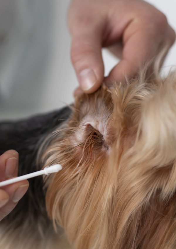 cleaning dog ear with a bud