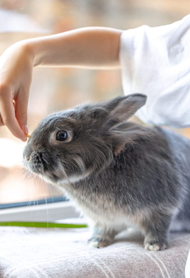 healthy rabbit eating with teeth