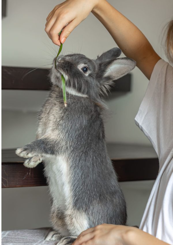 girl-holds-rabbit-her-arms and rabbit eating