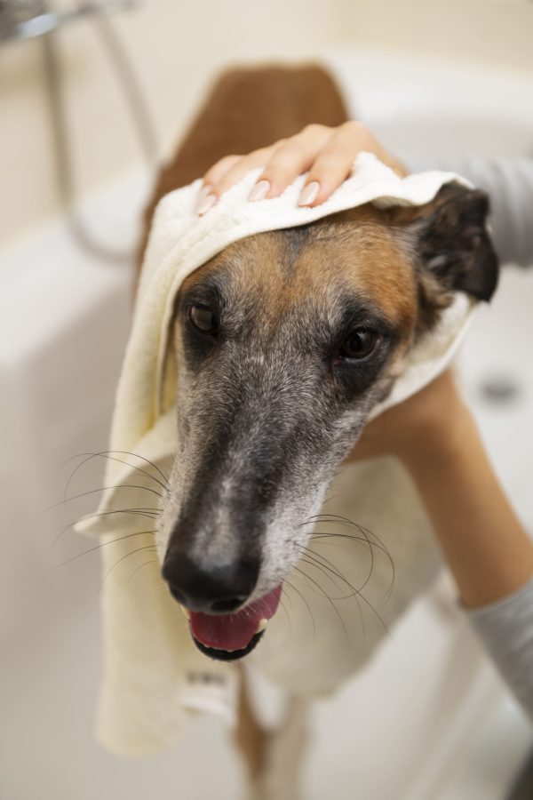 grooming a dog