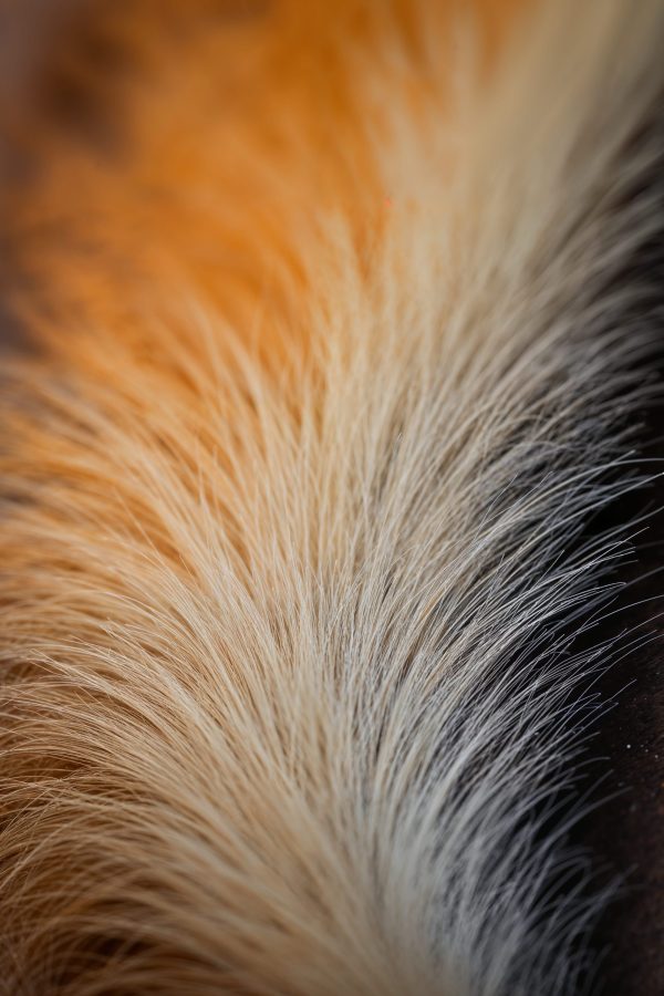 beautiful zoomed golden fur image