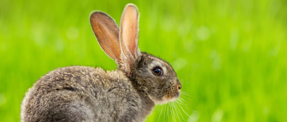 furry beautifull rabbit