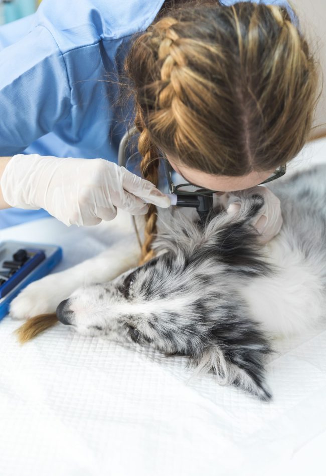 clearly checking dog ear