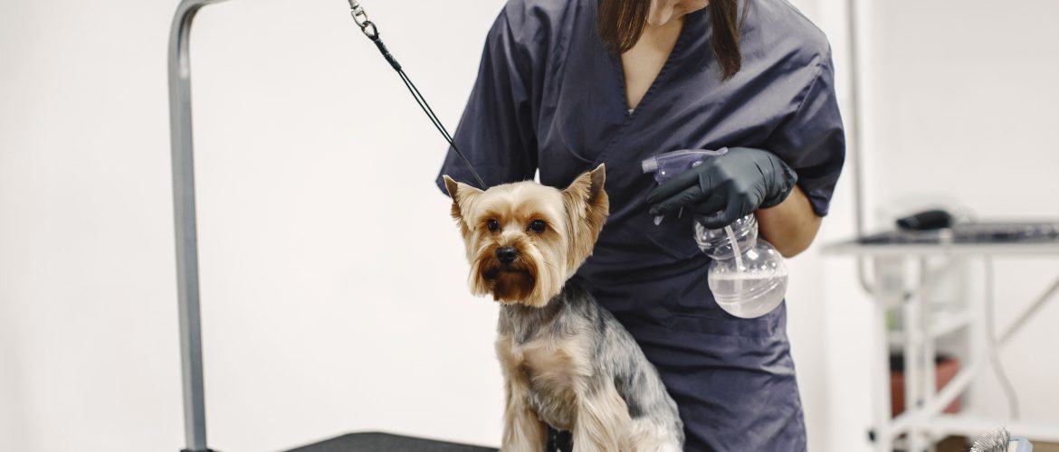 cleaning dog ear