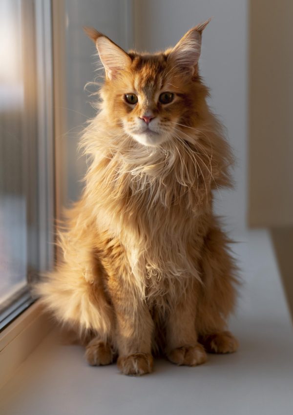 beautiful-cat-portrait-close-up beautiful-cat-portrait-close-up