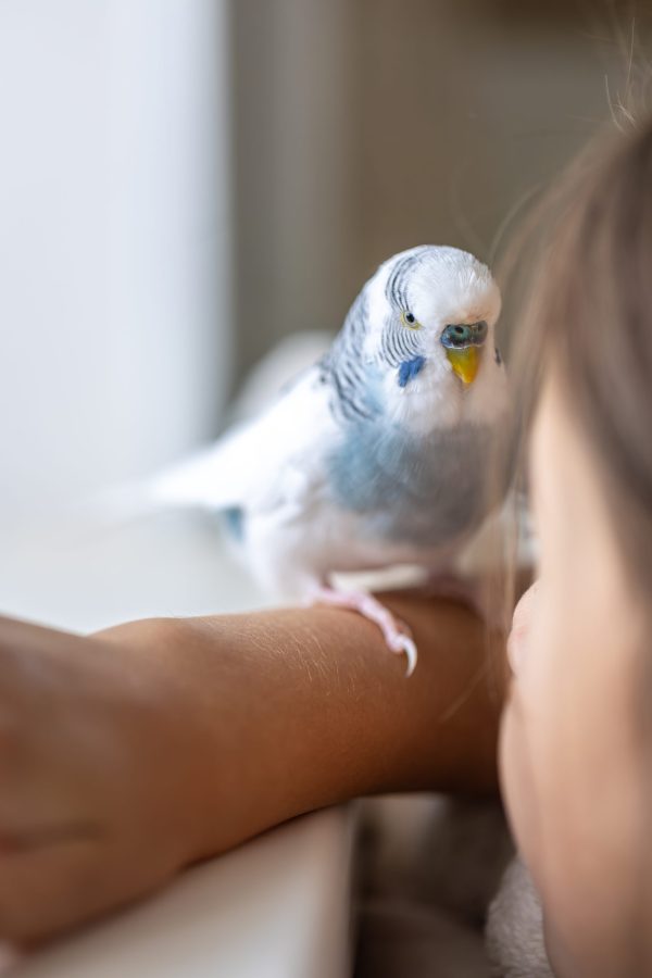 Blue and white budgerigar. Pets concept and domestic birds. Blue and white budgerigar. Pets concept and domestic birds. High quality photo