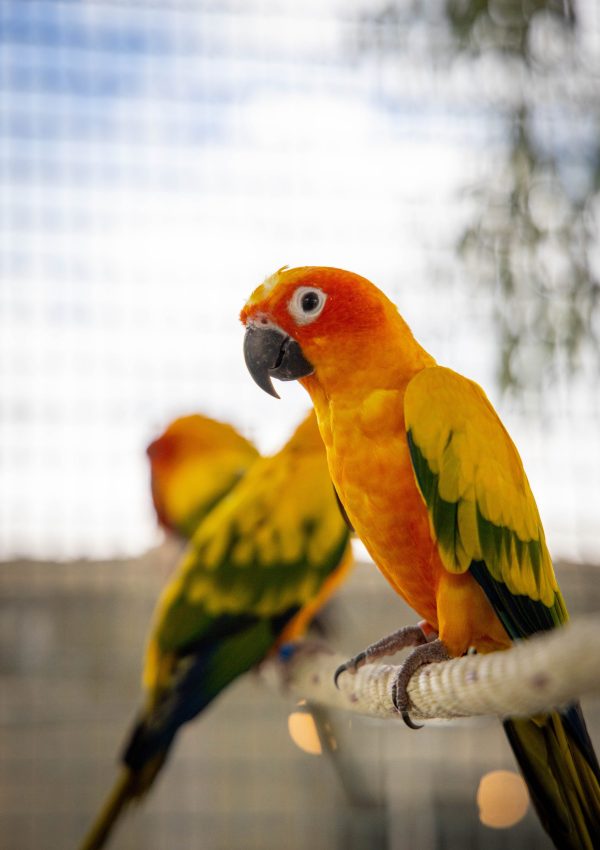 Closeup shot of orange and green parrots in a cage A closeup shot of orange and green parrots in a cage