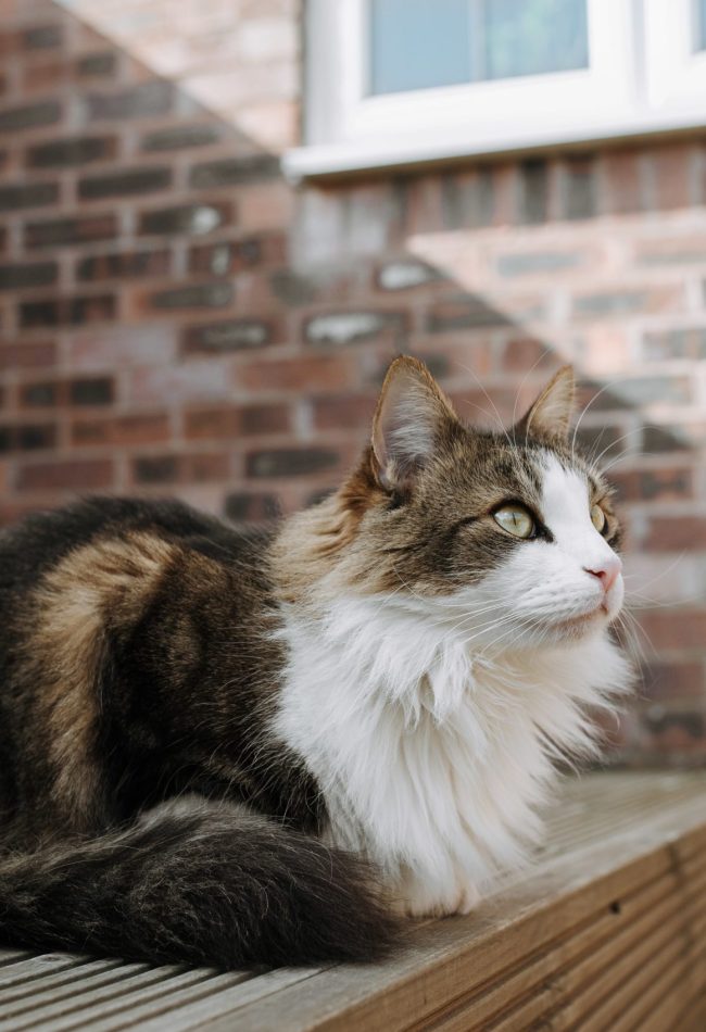 Selective focus shot of a brown and white cat sitting on a ground and looking ahead A selective focus shot of a brown and white cat sitting on a ground in front of a wall and looking ahead