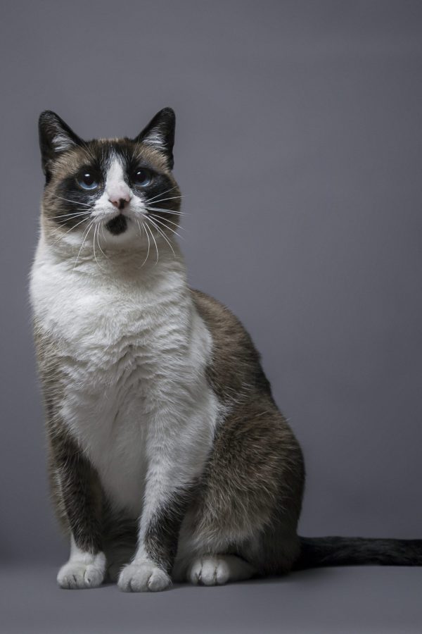 Stunning square portrait of an adorable cute cat in a photoshoot A stunning square portrait of an adorable cute cat in a photoshoot