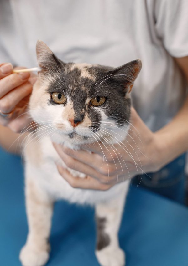 cat-getting-procedure-groomer-salon-young-woman-white-tshirt-clean-ears-little-cat-white-brown-cat-blue-table cat-getting-procedure-groomer-salon-young-woman-white-tshirt-clean-ears-little-cat-white-brown-cat-blue-table-scaled