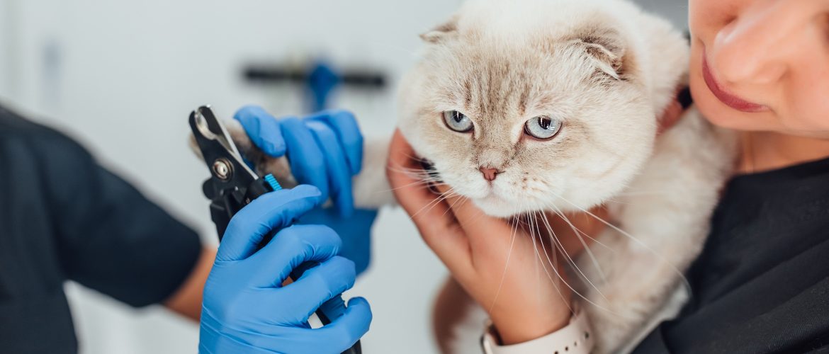 cat-s-getting-nail-trim from groomers