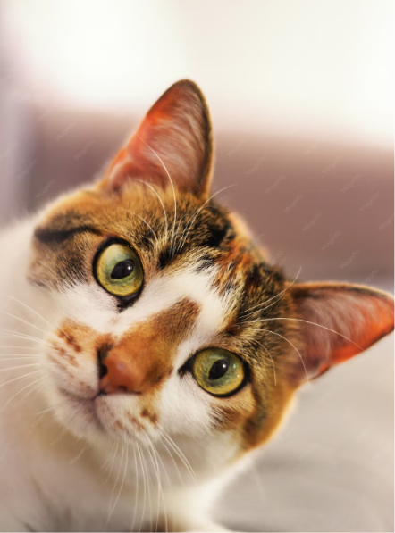 cute cat portrait-beautiful-cat