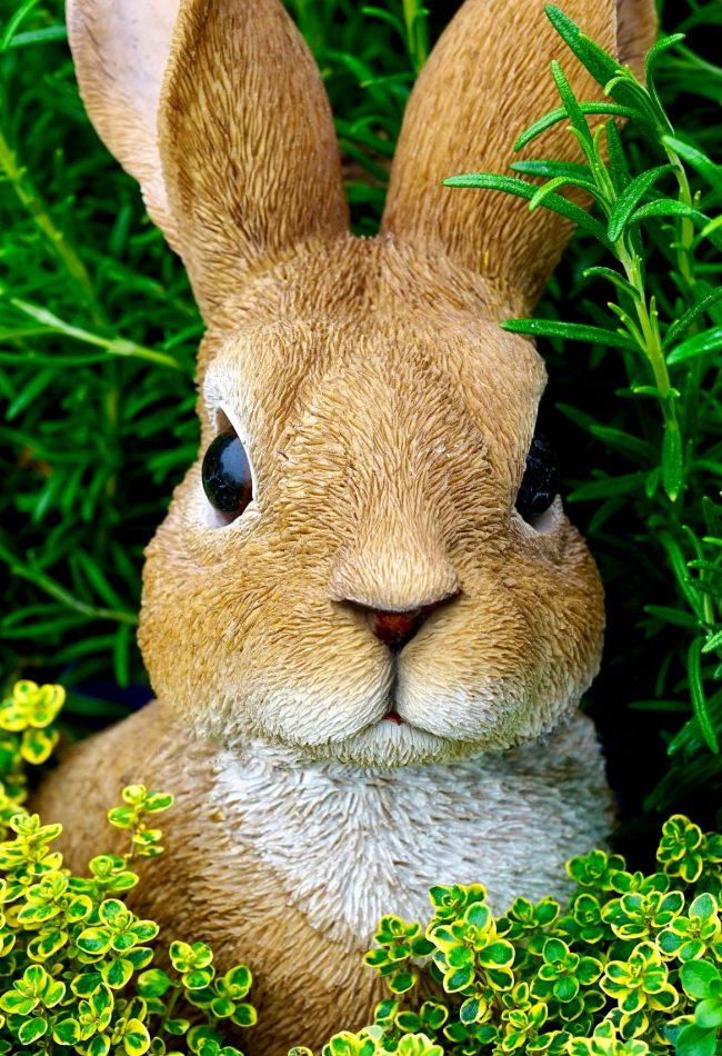 golden rabbit golden rabbit