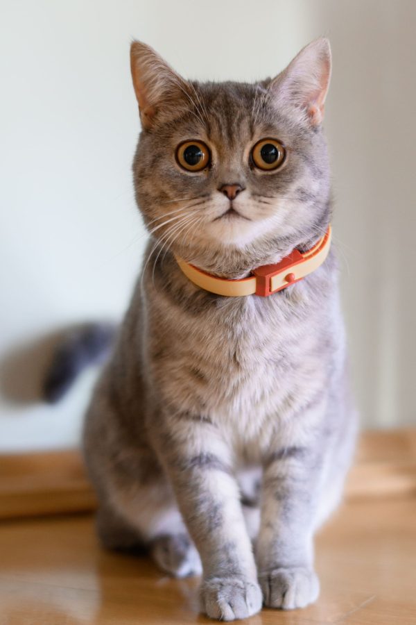 portrait-beautiful-purebred-pussyca portrait-beautiful-purebred-pussycat-with-shorthair-orange-collar-neck-sitting-floor-reacting-camera-flash-scared-looking-light-indoor