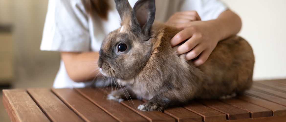 a lady handling a cute bunny