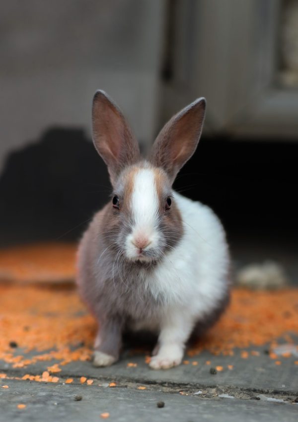two shade rabbit two shade rabbit