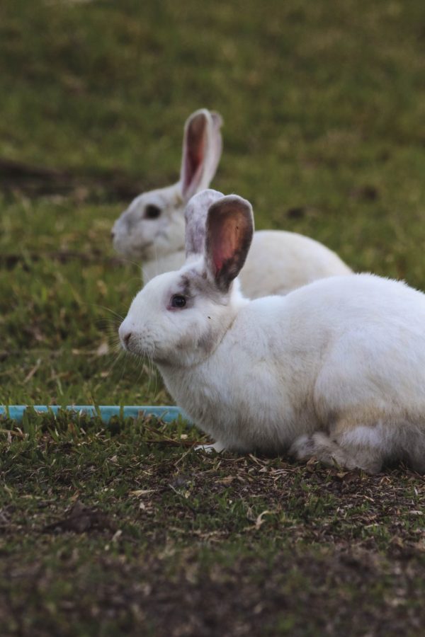 white rabbit white rabbit